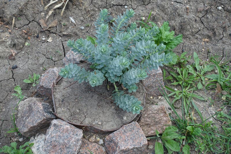 Små prydnadsväxter av euphorbia myrsinites fotografering för bildbyråer