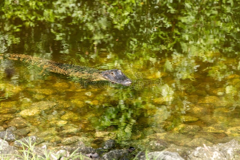 Små unga alligator alligator mississippiensis simmar i en ström arkivbilder