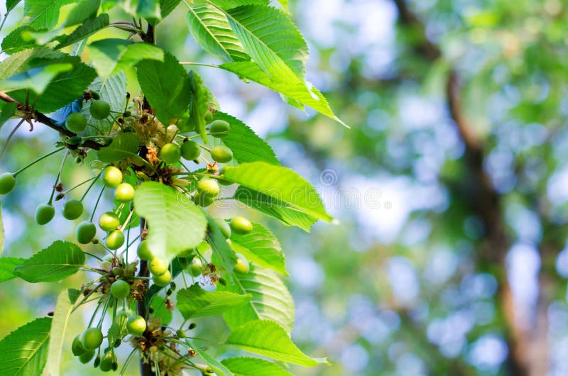 Små unga äggstockar av körsbär Begreppet av att arbeta i trädgården, DIY, växande frukt, icke-GMO, naturalness och användbarhet arkivbild Små unga äggstockar av körsbär Begreppet av att arbeta i trädgården, DIY, växande frukt, icke-GMO, naturalness och användbarhet arkivbild