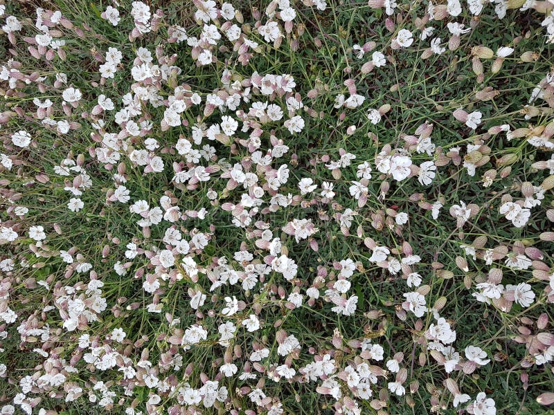 Små vita blommor i bygden arkivbild Små vita blommor i bygden arkivbild