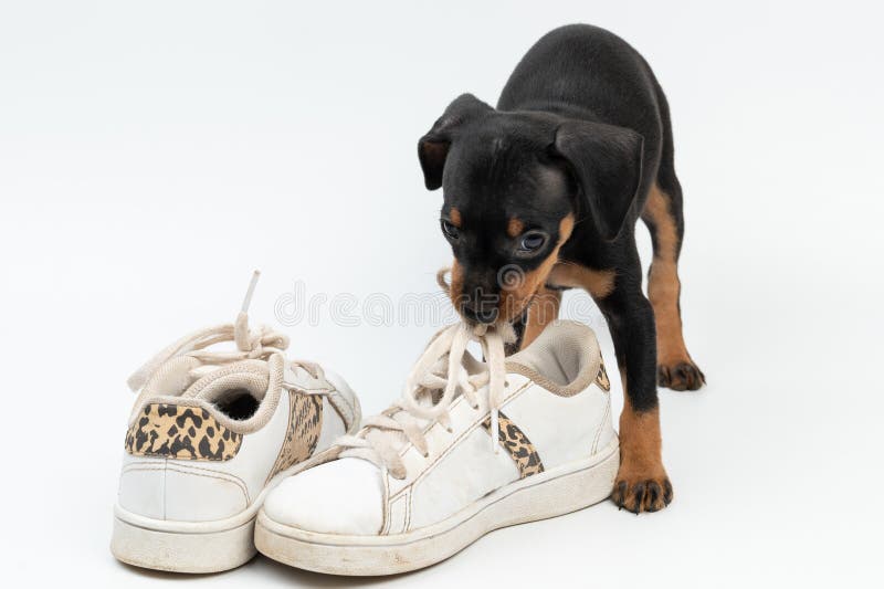 Småhundstuggsko arkivfoto