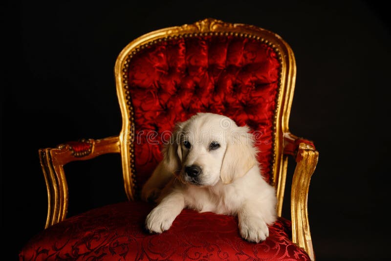 Småvalg gulddopparkhund som sitter på guldstol på svart royaltyfri fotografi