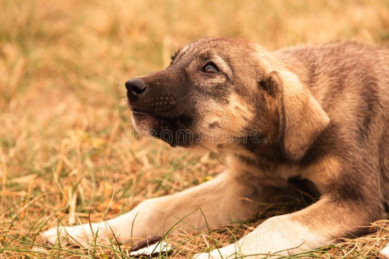 Småvalpar som söker mat - sorglig ensam hemlös hund. arkivbilder