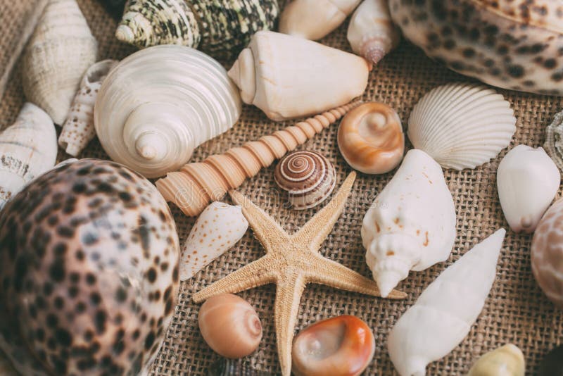 Seashells and starfish background. Many different seashells piled together. Close up of seashell collection. Seashells and starfish background. Many different seashells piled together. Close up of seashell collection.