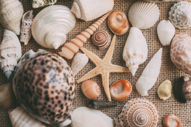 Seashells and starfish background. Many different seashells piled together. Close up of seashell collection. Seashells and starfish background. Many different seashells piled together. Close up of seashell collection.