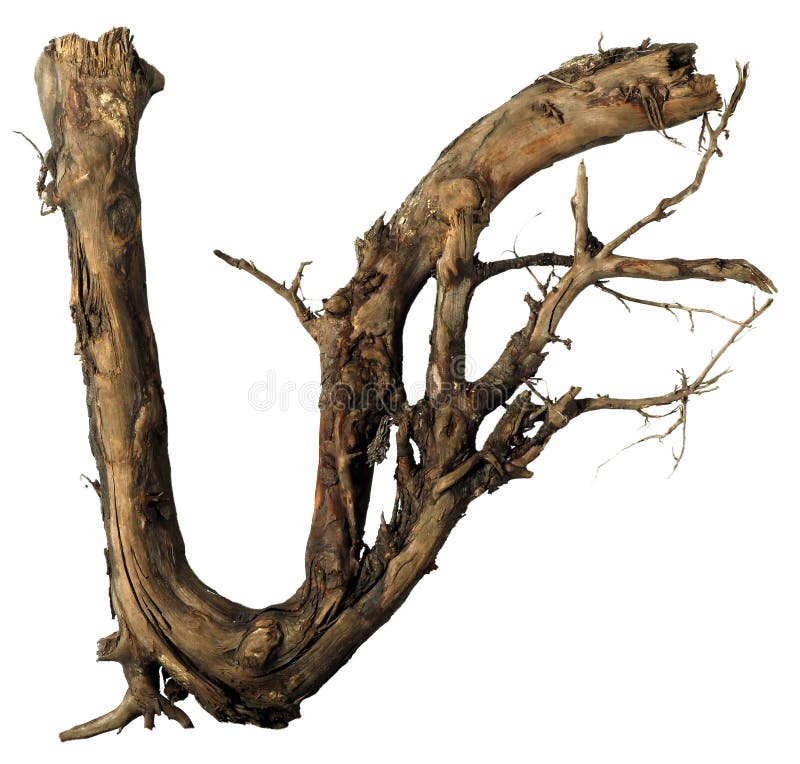 Snag with an Interesting Shape Stock Photo Image of trunk, used 52040860