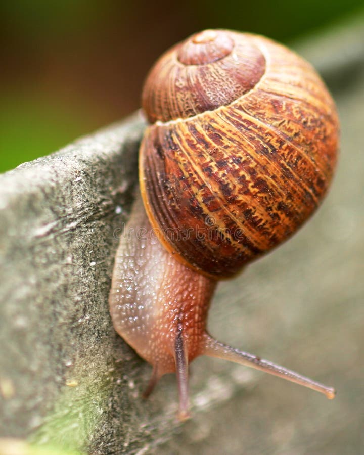 Baby snail stock image. Image of nature, teaching, speed 12848213