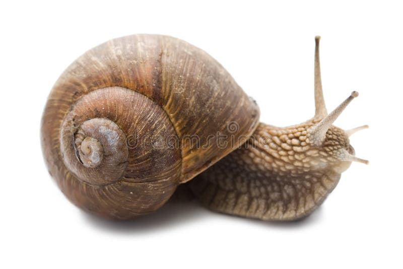 Snail stock photography