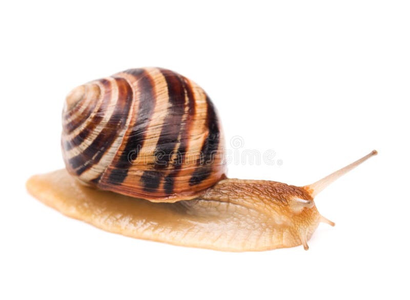 Snail