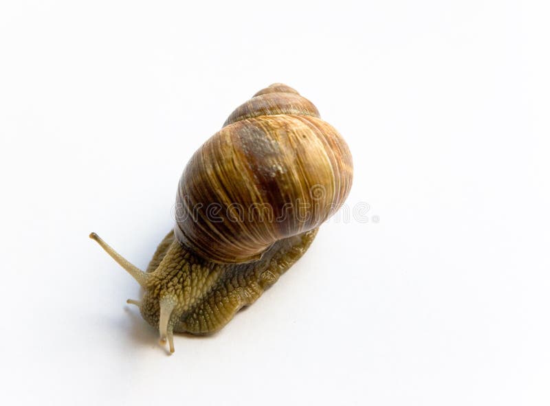 Snail stock images