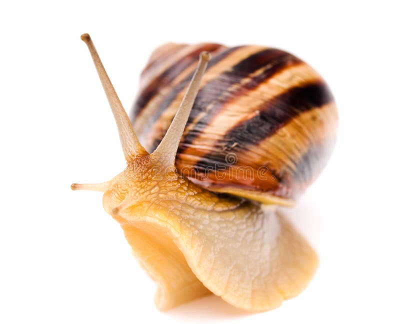 Snail royalty free stock photography