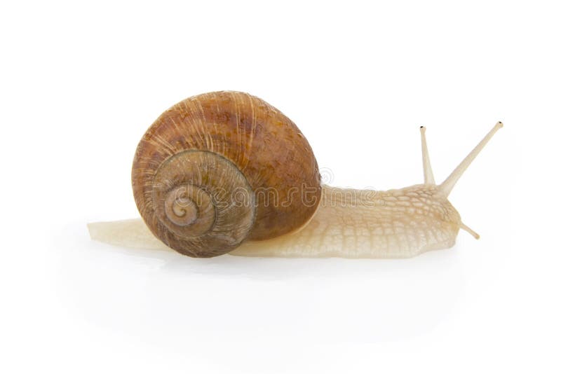 Snail. stock photos