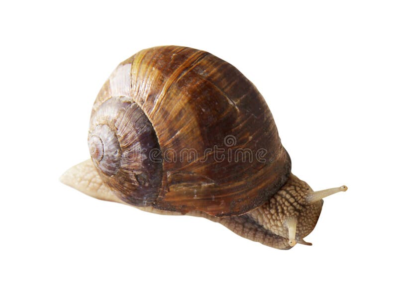 Snail