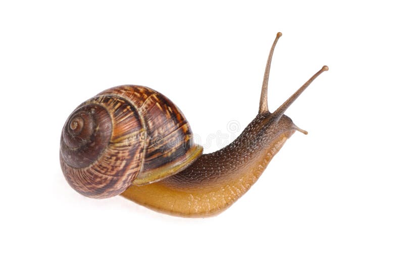 Snail stock image