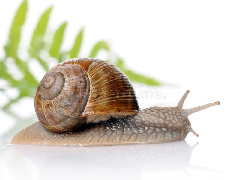Snail stock photo. Image of antenna, snail, fern, brown 15253980