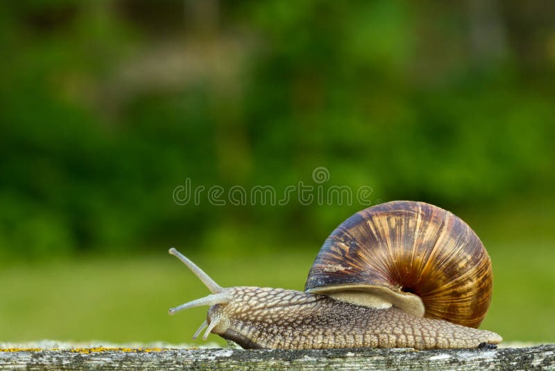 The snail in the garden