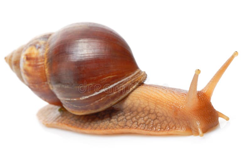 Snail stock photo