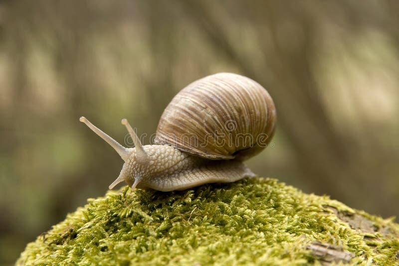 Snail