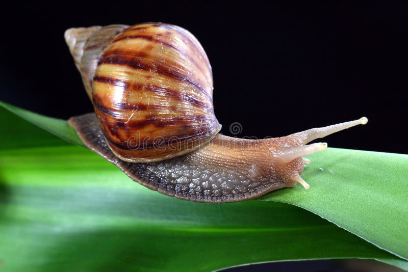 Snail