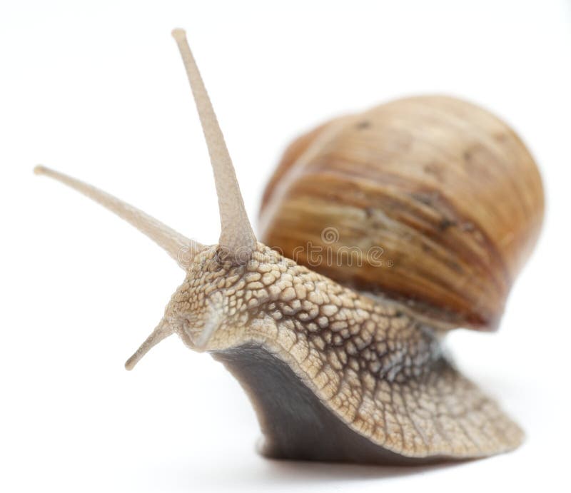 Snail royalty free stock image