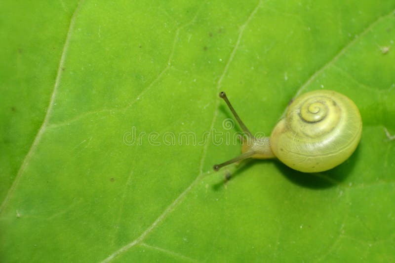 Snail