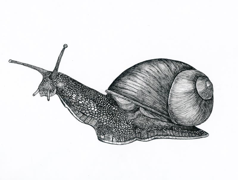 Snail stock illustration. Illustration of foodstuff, mollusk 26956410