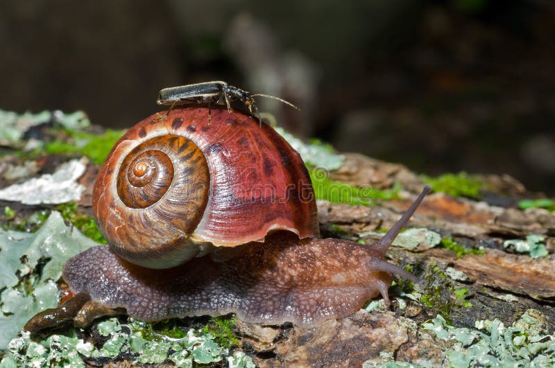 Snail 28