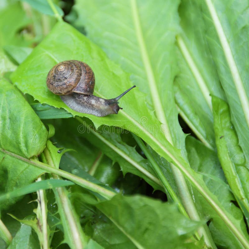 Little snail creeping on the green leaf