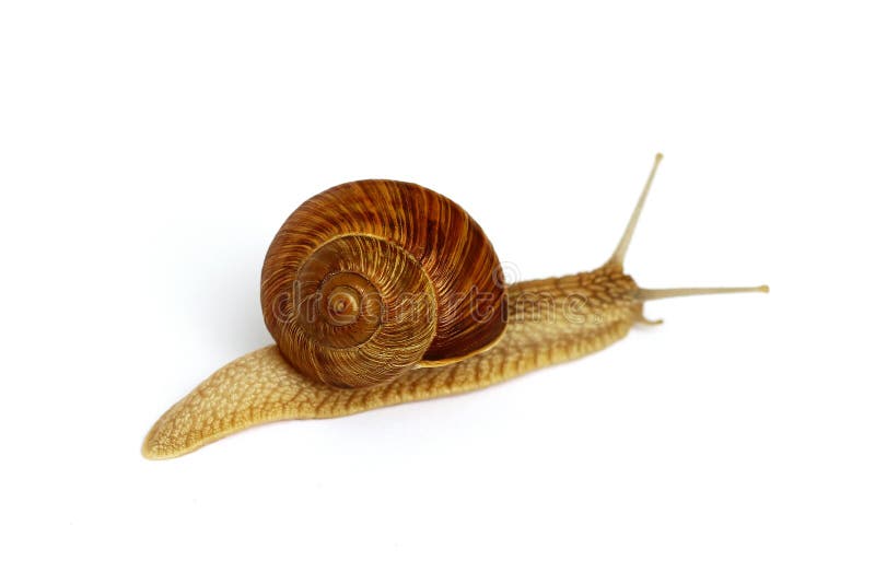 Snail stock photography