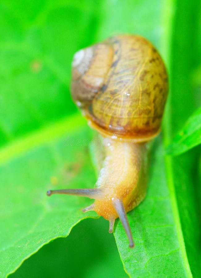 Snail