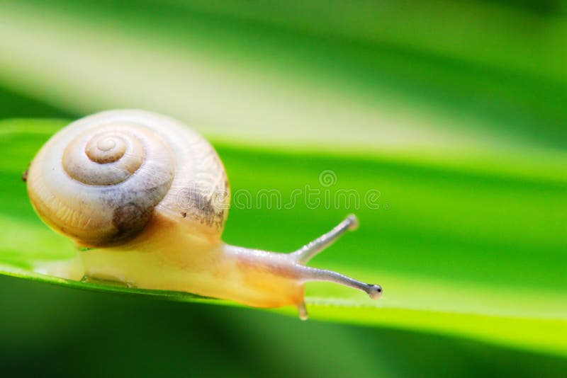 Snail