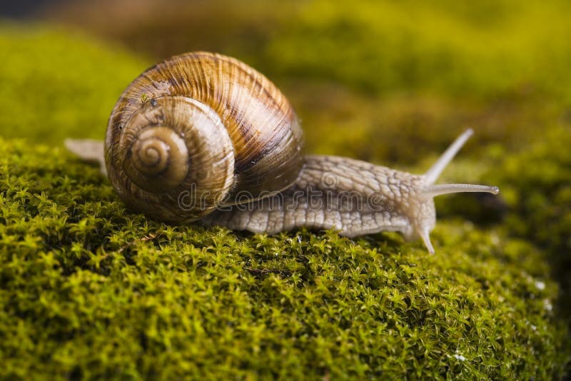 Snail