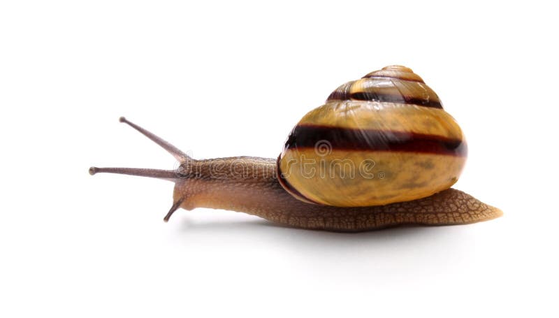 Snail royalty free stock photos