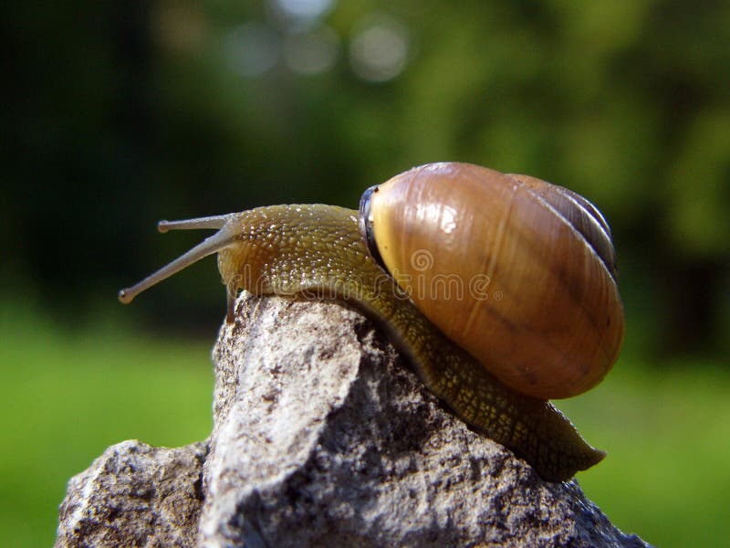 Snail