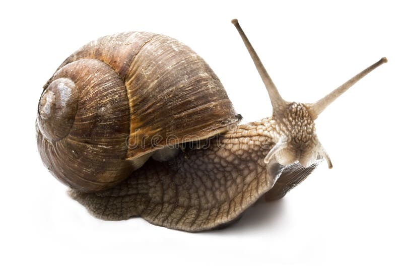 snail arkivfoton
