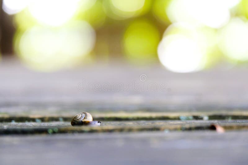 Snail As Garden Pest on Wood Stock Photo Image of slimy, movement