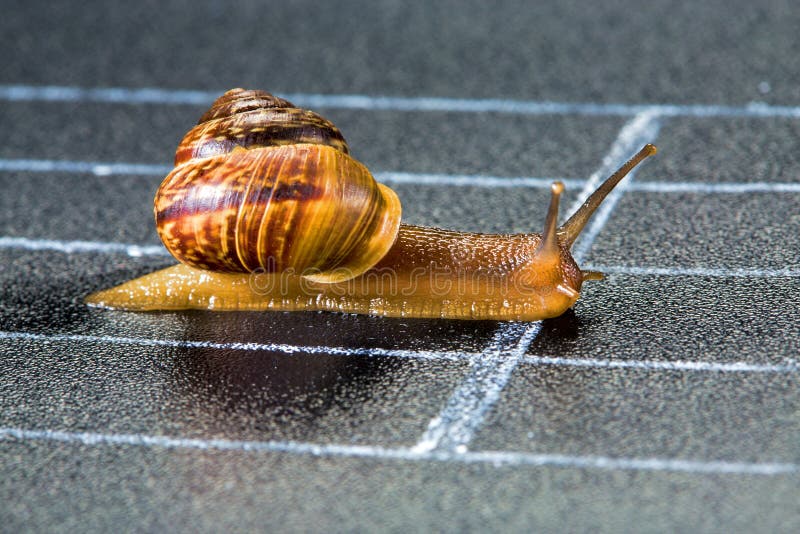 Snail on the athletic track stock photos