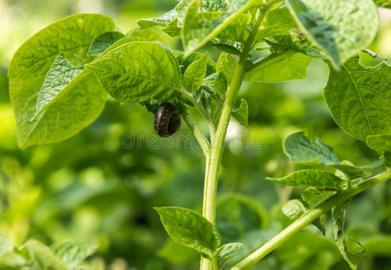 The snail attaches to the stalk of a potato and harms the plant.