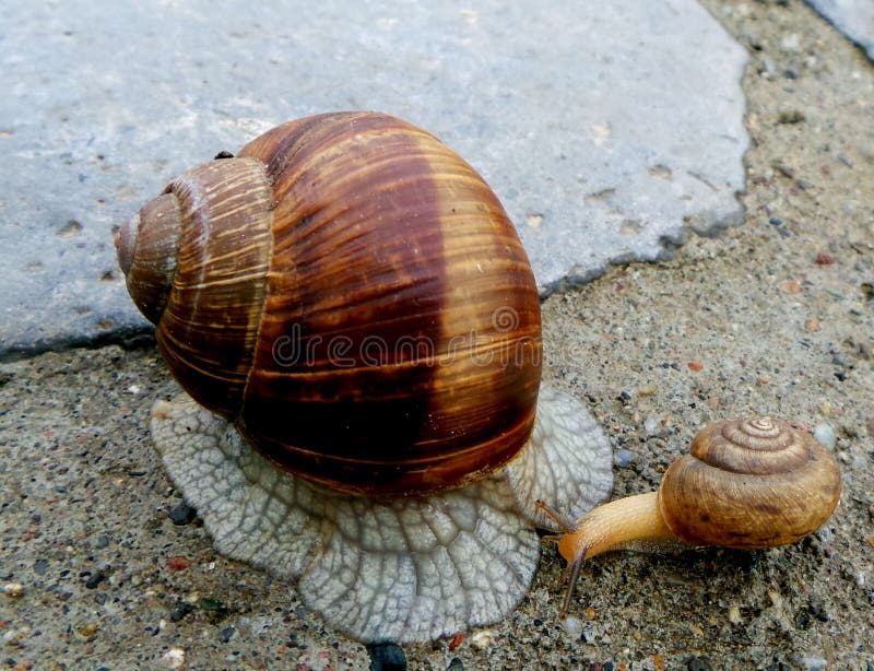 Snail with baby snail royalty free stock images Snail with baby snail royalty free stock images