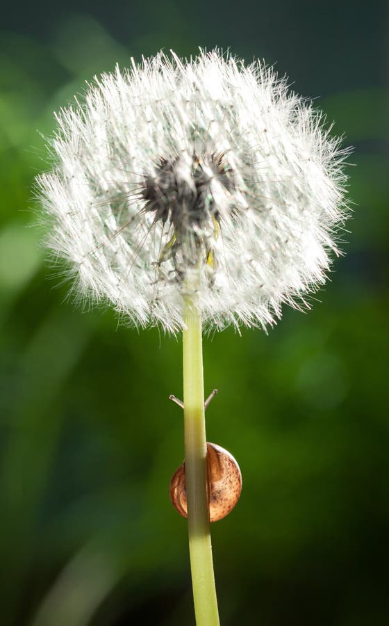 Macro of small snail with eyestalks peeps out from behind the dandelion  stalk. Macro of small snail with eyestalks peeps out from behind the dandelion  stalk