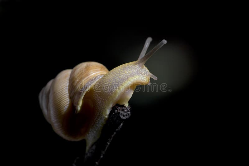 Close up of snail on the branch