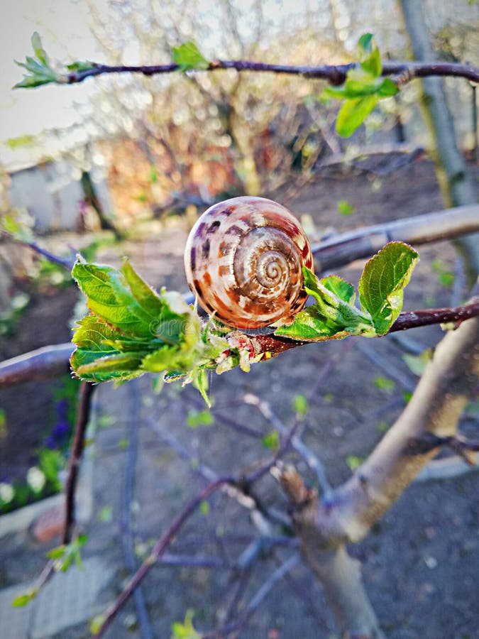 Snail stock image. Image of snail, village, brown, amazing 148931515