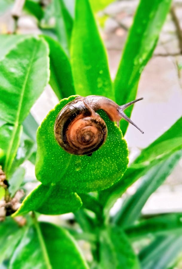Snail arkivfoto Snail arkivfoto