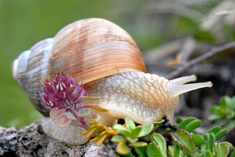 Snail of Burgundy
