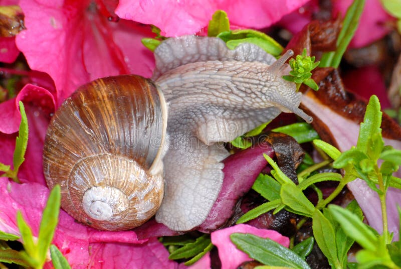 Snail of Burgundy