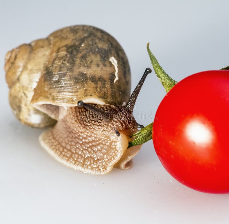 Snail on Cherry Tomatoes 01 Stock Image Image of slippery, mollusc
