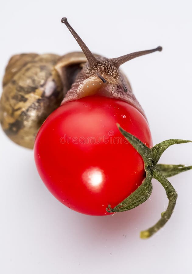 Snail on Cherry Tomatoes 01 Stock Image Image of slippery, mollusc