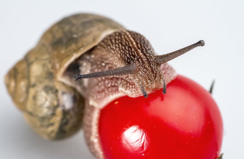 Snail on Cherry Tomatoes 01 Stock Image Image of slippery, mollusc