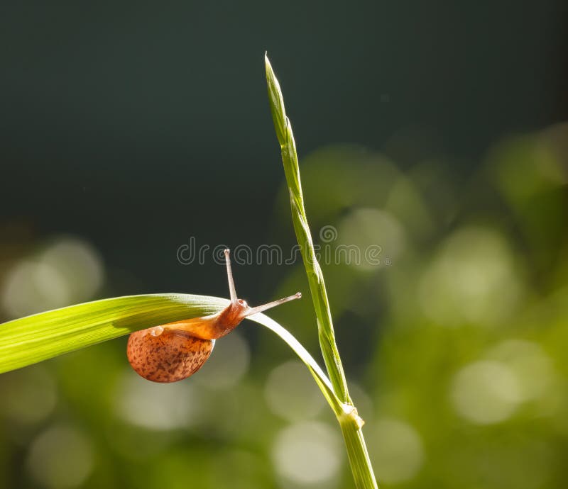 Small snail crawling from under green grass blade in garden at sunny day. Small snail crawling from under green grass blade in garden at sunny day