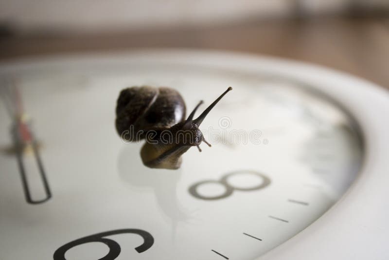 Snail and clock